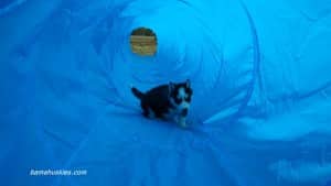 black and white husky puppy