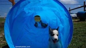 husky puppies for sale