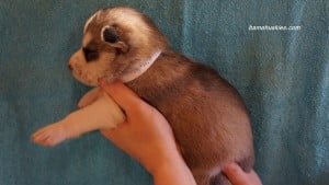 husky puppies for sale Mississippi