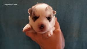 husky puppies for sale Tennessee