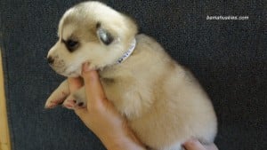 grey and white husky puppy
