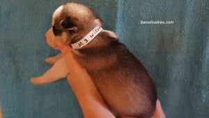 husky puppies for sale