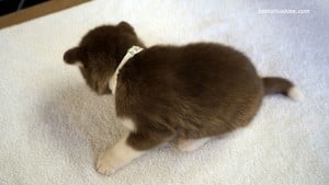 husky puppies for sale