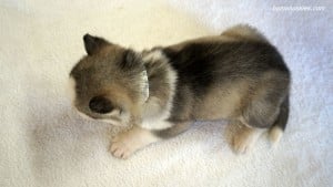 husky puppies for sale