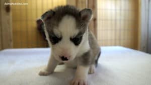 husky puppies for sale