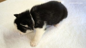 husky puppies for sale