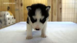 husky puppies for sale