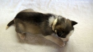 husky puppies for sale