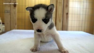 husky puppies for sale