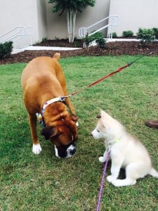 red and white husky puppy for sale Georgia