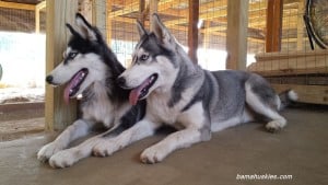 female Siberian huskies