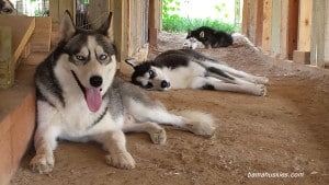 huskies staying cool with a fan