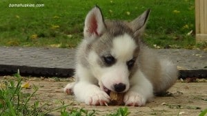 husky puppy for sale Tennessee