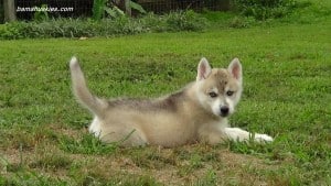 husky puppy for sale Alaska
