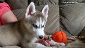 husky puppy on a kennel stay at bama huskies kennels