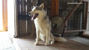 male Siberian husky