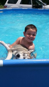 husky puppy playing in the pool