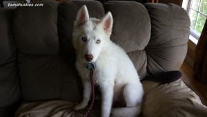  white Siberian husky puppy 