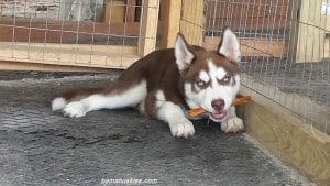 red and white husky puppy