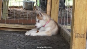 red and white female husky puppy