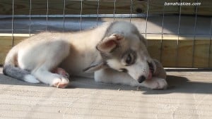 grey and white husky puppy
