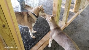 red and white husky puppy