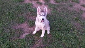 husky puppy for sale Huntsville Al