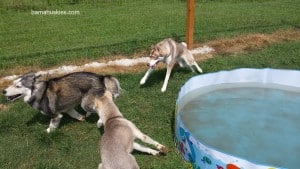 huskies in action