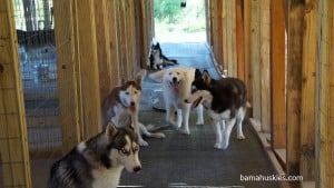huskies for sale