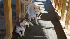 huskies for sale Florida