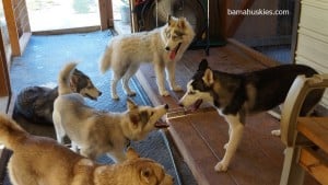 huskies for sale alabama