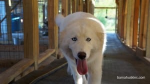 White huskies for sale Mississippii