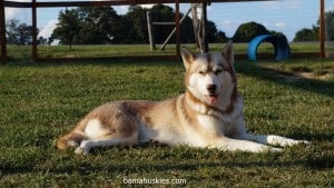 red and white huskies for sale New Orleans