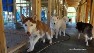 huskies for sale Birmingham Al