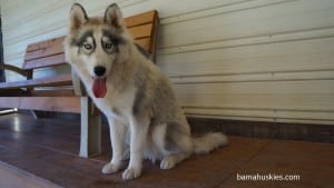 husky puppies for sale Nashville Tennessee