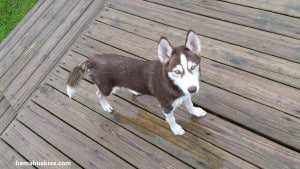 husky puppy for sale Tennessee