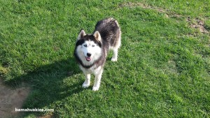 Black and white Siberian husky