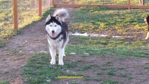 black and white Siberian husky