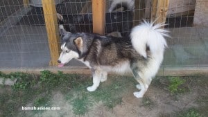 grey and white husky