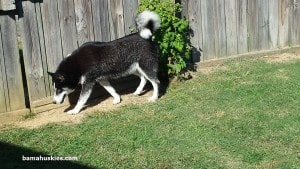 black and white husky