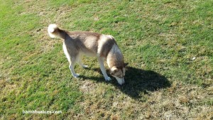 red and white Siberian husky