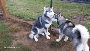 husky puppies for sale