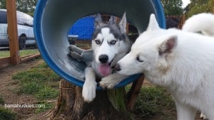 husky puppies for sale Georgia