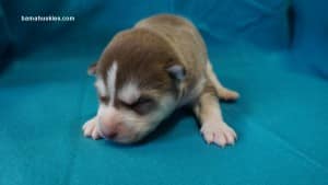 red and white husky puppy for sale