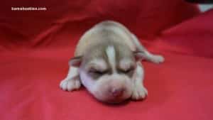 red and white husky puppy for sale