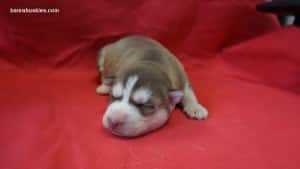 red and white husky puppy for sale