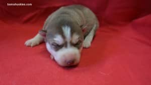 red and white husky puppy for sale