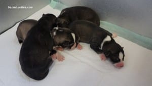 husky puppies for sale alabama