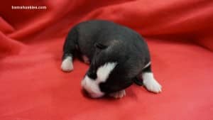 husky puppies for sale