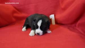 Siberian husky puppies for sale